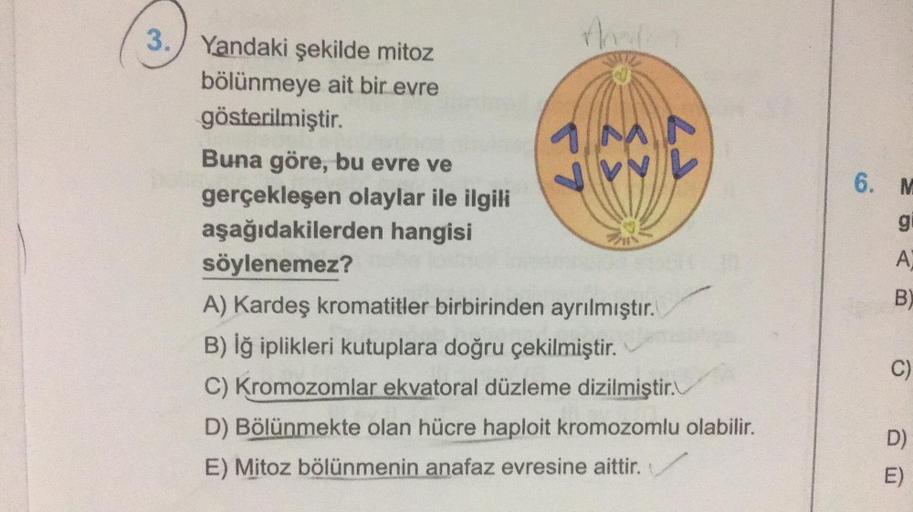 3.
3. Yandaki şekilde mitoz
bölünmeye ait bir evre
gösterilmiştir.
Buna göre, bu evre ve
gerçekleşen olaylar ile ilgili
aşağıdakilerden hangisi
söylenemez?
ho
57
{}
A) Kardeş kromatitler birbirinden ayrılmıştır.
B) İğ iplikleri kutuplara doğru çekilmiştir.