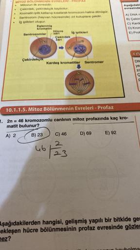 MITOZ BOLÜNMENİN EVRELERİ PROF
Mitozun ilk evresidir.
Çekirdek, çekirdekçik kaybolur.
Kromatin iplik katlanip kisalarak kromozom haline dönüşür.
Sentrozom (hayvan hücresinde) zit kutuplara çekilir.
la iplikleri oluşur.
.
.
.
.
Eşlenmiş
kromatin
Sentrozomla