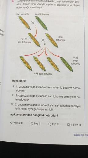 hum
ezel-
2. Bezelyelerde sarı tohumluluk baskın, yeşil tohumluluk çeki-
niktir. Tohum rengi yönüyle yapılan iki çaprazlama ve oluşan
döller aşağıda verilmiştir.
San tohumlu
%100
sarı tohumlu
Yeşil tohumlu
A) Yalnız II
+v
%75 sarı tohumlu
Sarı
tohumlu
Buna