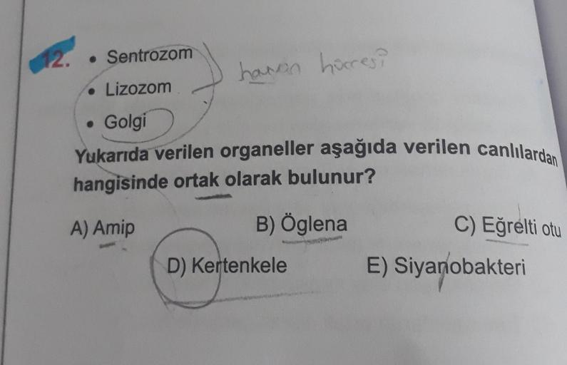 12.
• Sentrozom
• Lizozom
. Golgi
havon hücresi
Yukarıda verilen organeller aşağıda verilen canlılardan
hangisinde ortak olarak bulunur?
A) Amip
B) Öglena
D) Kertenkele
C) Eğrelti otu
E) Siyanobakteri