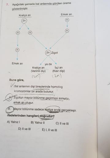 7. Aşağıdaki şemada bal arılarında görülen üreme
gösterilmiştir.
Kraliçe arı
2n
Erkek arı
2n Zigot
ya da
Kraliçe arı
(Verimli dişi)
12m
D) II ve III
Erkek arı
İşçi arı
(Kısır dişi)
(21)
Buna göre,
✓ Ba
Bal arılarının dişi bireylerinde homolog
kromozomlar b