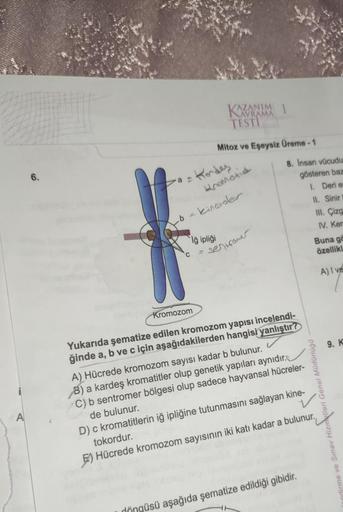 A
6.
a-
b =
C
Kondes
Kromozom
TESTI
Mitoz ve Eşeysiz Üreme-1
AVRAMA
Promotid
Iğ ipliği
kinetoter
sentromer
8. Insan vücudu
gösteren baz
1. Deri en
11. Sinir
III. Çizg
IV. Ker
Yukarıda şematize edilen kromozom yapısı incelendi-
ğinde a, b ve c için aşağıdak