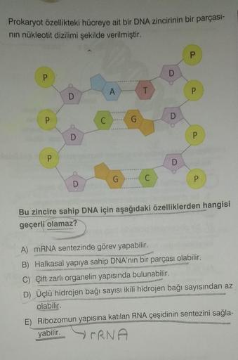 Prokaryot özellikteki hücreye ait bir DNA zincirinin bir parçası-
nın nükleotit dizilimi şekilde verilmiştir.
P
P
P
D
D
D
C
A
G
G
T
C
D
D
P
P
P
P
Bu zincire sahip DNA için aşağıdaki özelliklerden hangisi
geçerli olamaz?
A) mRNA sentezinde görev yapabilir.
