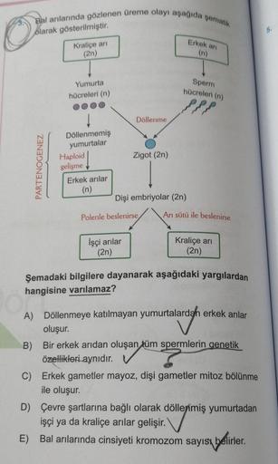 Bal arılarında gözlenen üreme olayı aşağıda şematik
olarak gösterilmiştir.
PARTENOGENEZ
Kraliçe arı
(2n)
Yumurta
hücreleri (n)
Döllenmemiş
yumurtalar
Haploid
gelişme
Erkek arılar
(n)
Döllenme
Zigot (2n)
İşçi arılar
(2n)
Dişi embriyolar (2n)
Polenle besleni