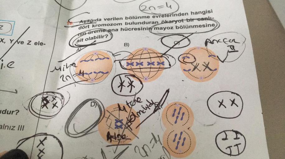 Z
Preferen
X, Yve Z ele-
i.e
dur?
alnız III
Xxx
(n=4)
Aşağıda verilen bölünme evrelerinden hangisi
dört kromozom bulunduran ökaryot bir canlı-
un üreme ana hücresinin mayoz bölünmesine
ait olabilir?
Mita
D
O
B)
****
$456
by the
Holmlid
2n-=-14
}}}
41
Ancfo