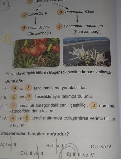 B
1
Liliac
2 Lilium Cinsi
4 Lilium davidii
(Çin zambağı)
3 Pancratium Cinsi
5 Pancratium maritimum
(Kum zambağı)
Yukarıda iki farklı bitkinin filogenetik sınıflandırması verilmiştir.
Buna göre,
4 ve 5 farklı sınıflarda yer alabilirler.
D) I, II ve III
✓ II