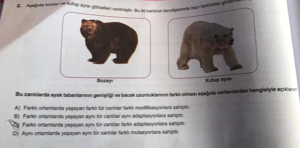 2. Aşağıda bozayı ve kutup ayısı görselleri verilmiştir. Bu iki canlının fenotiplerinde bazı farklılıklar gözlen
Bozayı
Kutup ayısı
Bu canlılarda ayak tabanlarının genişliği ve bacak uzunluklarının farklı olması aşağıda verilenlerden hangisiyle açıklanır?