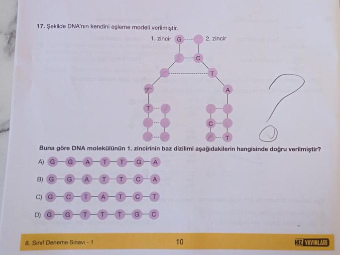 17. Şekilde DNA'nın kendini eşleme modeli verilmiştir.
1. zincir G
?
Buna göre DNA molekülünün 1. zincirinin baz dizilimi aşağıdakilerin hangisinde doğru verilmiştir?
A) G G A T-T G A
B) G G A T-T
C) G
D)
C
T-A-T
G-T-T-T G
8. Sınıf Deneme Sınavı - 1
T
A
C 