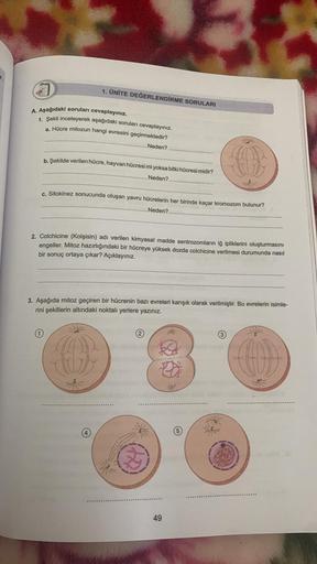 1. ÜNİTE DEĞERLENDİRME SORULARI
A. Aşağıdaki soruları cevaplayınız.
1. Şekli inceleyerek aşağıdaki soruları cevaplayınız.
a. Hücre mitozun hangi evresini geçirmektedir?
Neden?
b. Şekilde verilen hücre, hayvan hücresi mi yoksa bitki hücresi midir?
Neden?.
c