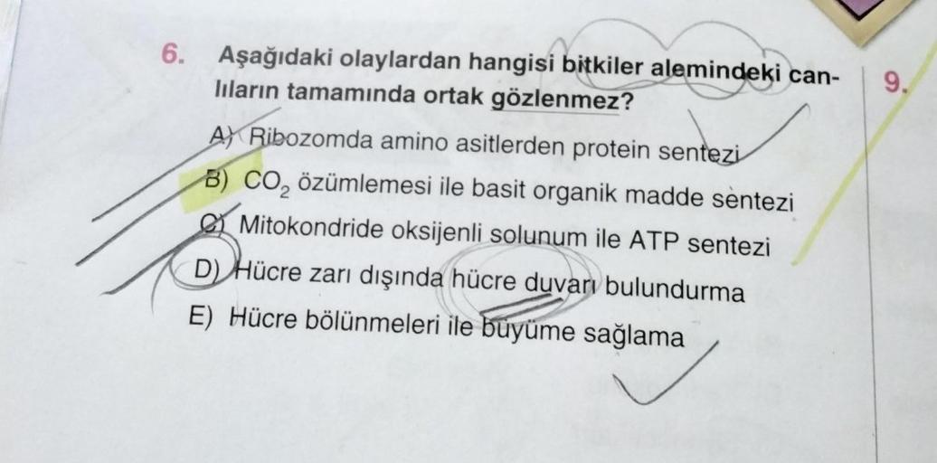 6. Aşağıdaki olaylardan hangisi bitkiler alemindeki can-
lıların tamamında ortak gözlenmez?
A Ribozomda amino asitlerden protein sentezi
B) CO₂ özümlemesi ile basit organik madde sentezi
Mitokondride oksijenli solunum ile ATP sentezi
D) Hücre zarı dışında