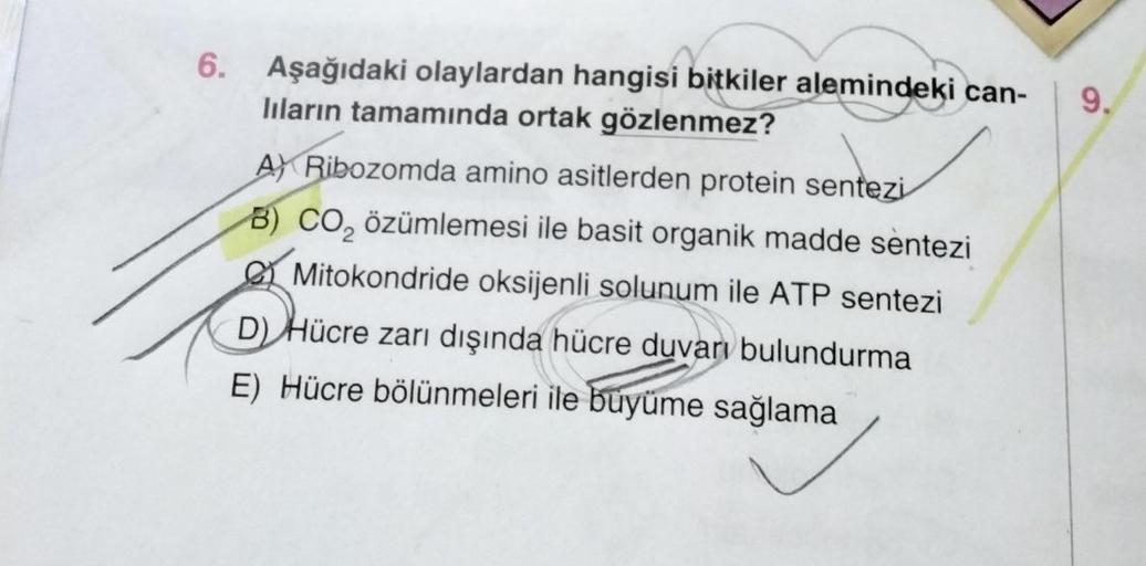 6. Aşağıdaki olaylardan hangisi bitkiler alemindeki can-
lıların tamamında ortak gözlenmez?
A Ribozomda amino asitlerden protein sentezi
B) CO₂ özümlemesi ile basit organik madde sentezi
Mitokondride oksijenli solunum ile ATP sentezi
D) Hücre zarı dışında 