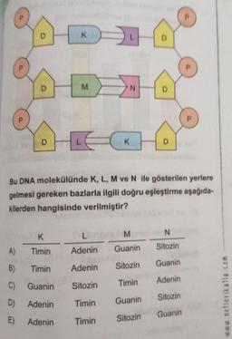 D
K
Timin
A)
B)
C)
Guanin
D)
Adenin
E) Adenin
HECK
Bu DNA molekülünde K, L, M ve N ile gösterilen yerlere
gelmesi gereken bazlarla ilgili doğru eşleştirme aşağıda-
kilerden hangisinde verilmiştir?
Timin
K
VIJE
M
N
L
Adenin
Adenin
Sitozin
Timin
Timin
D
M
Guanin
Sitozin
Timin
Guanin
Sitozin
D
N
Sitozin
Guanin
Adenin
Sitozin
Guanin
www.netlerikatla.com