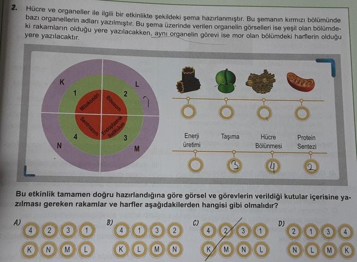 2.
Hücre ve organeller ile ilgili bir etkinlikte şekildeki şema hazırlanmıştır. Bu şemanın kırmızı bölümünde
bazı organellerin adları yazılmıştır. Bu şema üzerinde verilen organelin görselleri ise yeşil olan bölümde-
ki rakamların olduğu yere yazılacakken,