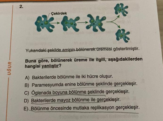 UĞUR
2.
Çekirdek
**
Yukarıdaki şekilde amipin bölünerek üremesi gösterilmiştir.
Buna göre, bölünerek üreme ile ilgili, aşağıdakilerden
hangisi yanlıştır?
A) Bakterilerde bölünme ile iki hücre oluşur.
B) Paramesyumda enine bölünme şeklinde gerçekleşir.
C) Ö