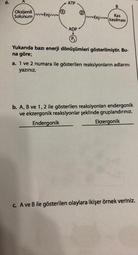 6.
Oksijenli
Solunum
Enj
ATP
B
Kas
Enj kasılması
ADP
(P₁
Yukarıda bazı enerji dönüşümleri gösterilmiştir. Bu-
na göre;
a. 1 ve 2 numara ile gösterilen reaksiyonların adlarını
yazınız.
b. A, B ve 1, 2 ile gösterilen reaksiyonları endergonik
ve ekzergonik re