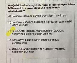 Aşağıdakilerden hangisi bir hücrede gerçekleşen hücre
bölünmesinin mayoz olduğuna kanıt olarak
gösterilebilir?
A) Bölünme sırasında kardeş kromatitlerin ayrılması
B) Bölünme sürecinde hücredeki kromozom sayısının iki
katına çıkması
C) İki kromatitli kromozomların hücrenin ekvatoral
düzleminde karşılıklı olarak dizilmesi
D) Sitoplazma bölünmesinin boğumlanmayla
gerçekleşmesi
E) Bölünme tamamlandığında haploit kromozomlu
hücrelerin oluşması