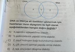 DNA
X
Z
RNA
DNA ve RNA'ya ait özellikleri göstermek için
hazırlanan Venn diyagramı ile ilgili olarak
aşağıdakilerden hangisi doğru değildir?
A) X, kendini eşleyebilme olabilir.
B) Y, polinükleotit yapıda olma olabilir.
C) Z, zayıf hidrojen bağı bulundurma olabilir.
D) X, çift zincirli sarmal yapıda olma olabilir.
E) Z, tek zincirden oluşma olabilir.