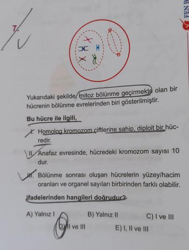 Yukarıdaki şekilde, mitoz bölünme geçirmekte olan bir
hücrenin bölünme evrelerinden biri gösterilmiştir.
Bu hücre ile ilgili,
X. Homolog kromozom çiftlerine sahip, diploit bir hüc-
redir.
HX
Anafaz evresinde, hücredeki kromozom sayısı 10
dur.
Bölünme sonra