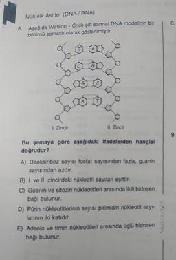 Nükleik Asitler (DNA/RNA)
6. Aşağıda Watson - Crick çift sarmal DNA modelinin bir
bölümü şematik olarak gösterilmiştir.
I. Zincir
T
C
G
A
G
C
T
II. Zincir
Bu şemaya göre aşağıdaki ifadelerden hangisi
doğrudur?
A) Deoksiriboz sayısı fosfat sayısından fazla, guanin
sayısından azdır.
B) I. ve II. zincirdeki nükleotit sayıları eşittir.
C) Guanin ve sitozin nükleatitleri arasında ikili hidrojen
bağı bulunur.
D) Pürin nükleotitlerinin sayısı pirimidin nükleotit sayı-
larının iki katıdır.
E) Adenin ve timin nükleotitleri arasında üçlü hidrojen
bağı bulunur.
8.
9.