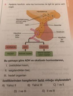 5. Aşağıda hipofizin arka lop hormonları ile ilgili bir şema veril-
miştir.
Hipotalamusun
sinirsel salgı
hücreleri
Hipofizin
arka
lobu
HORMON
ADH
ADH
HEDEF Böbrek tüpleri
Hipotalamus
II. salgılandıkları bez,
III. hedef organları
Oksitosin
Meme bezleri,
rahim kasları
Aksonlar
Oksitosin
Bu şemaya göre ADH ve oksitosin hormonlarının,
I. üretildikleri kısım,
Hipofizin
ön
lobu
E) II ve III
SISTEM
özelliklerinden hangilerinin farklı olduğu söylenebilir?
A) Yalnız II
B) Yalnız III
C) I ve II
D) I ve Ill