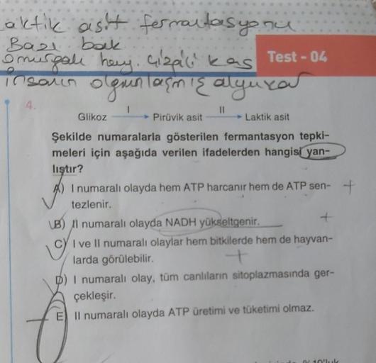 aktik asit formalt asyonu
Basi bak
Omurgali hey. Gizali kas
insaun olgunlaşmış alyuxa
4.
Glikoz
1
11
Test -04
Pirüvik asit
Laktik asit
Şekilde numaralarla gösterilen fermantasyon tepki-
meleri için aşağıda verilen ifadelerden hangisi yan-
liştır?
A) I numa