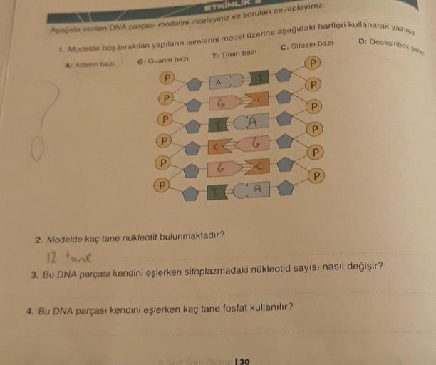 ETKİNL
Aşağıda verilen DNA parçası modelini inceleyiniz ve soruları cevaplayınız.
1. Modelde boş bırakılan yapıların isimlerini model üzerine aşağıdaki harfleri kullanarak yazınız
A: Adenin bazı
G: Guanin bazı
P
P
P
P
P
P
T: Timin bazı
ADT
CAT
CA
C: Sitozi