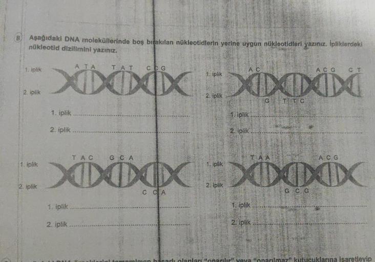 Aşağıdaki DNA moleküllerinde boş bırakılan nükleotidlerin yerine uygun nükleotidleri yazınız. İpliklerdeki
nükleotid dizilimini yazınız.
1, iplik
2. iplik
1. iplik
2. iplik
1. iplik
2. iplik
ATA
1. iplik
XXXXXXXX
2. iplik
1. iplik
2. iplik
TAT
TAC
GCA
A C