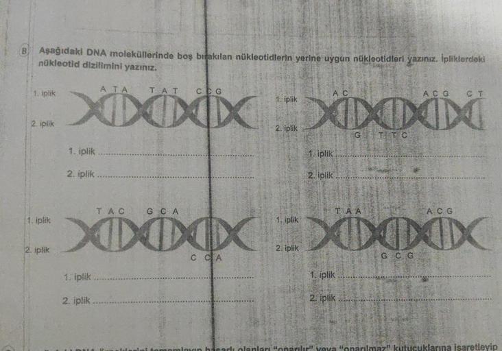 Aşağıdaki DNA moleküllerinde boş bırakılan nükleotidlerin yerine uygun nükleotidleri yazınız. İpliklerdeki
nükleotid dizilimini yazınız.
1, iplik
2. iplik
1. iplik
2. iplik
1. iplik
2. iplik
ATA
1. iplik
XXXXXXXX
2. iplik
1. iplik
2. iplik
TAT
TAC
GCA
A C
