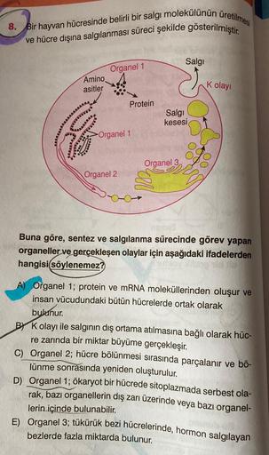 8.
Bir hayvan hücresinde belirli bir salgı molekülünün üretilmesi
ve hücre dışına salgılanması süreci şekilde gösterilmiştir.
wwwwwwwwwww
Amino
asitler
Organel 1
Protein
Organel 1
Organel 2
Salgı
Salgı
kesesi
Organel 3
K olayı
Buna göre, sentez ve salgılan