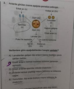 3.
Arılarda görülen üreme aşağıda şematize edilmiştir.
Erkek arı (n)
Kraliçe arı (2n)
Spermler
(n)
Zigot (2n)
Zigot (2n)
Larvalar (2n)
Polen ile beslenme
İşçi arı
(2n)
Yumurtalar
(n)
Haploid gelişme
Erkek arılar (n)
Arı sütü ile beslenme
Kraliçe arı
(2n)
Verilenlere göre aşağıdakilerden hangisi yanlıştır?
A) Larvalardan gelişen dişi arıların üreme özelliğini çevre
şartları belirler.
Erkek arıların kalıtsal özellikleri birbirinin tamamen
aynısıdır.
9
C) Erkek arılarda spermler mitozla oluşturulur.
D) Arılarda kalıtsal çeşitliliği mayoz bölünme ve döllenme
sağlar.
E) Yumurtalar, dişi arida (kraliçe) mayoz bölünme ile
oluşturulur.
solucan) hermofrodit canlı olup bazen,