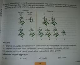 ren
li
Ü
30. Mendel, bezelye bitkileri ile yıllar boyu yaptığı çalışmalarda hangi karakterlerin baskın, hangilerinin çekinik ol-
duğunu araştırmıştır. Elde ettiği sonuçlarla genetik bilimine büyük katkılar sağlamıştır. Mendel'in bezelyelerin
boy özelliği ile ilgili yaptığı çalışmalar aşağıda gösterilmiştir.
birlik
Öre
1. çalışma
Saf uzun
boylu
K
Saf kısa
boylu
L
M
K
2. çalışma
45
C) II ve III.
X
N
L
161
P
Buna göre;
1. 1. çalışması sonucunda; iki farklı saf dölün çaprazlanması ile oluşan bireyler birbirine benzemektedir.
II. 2. çalışması sonucunda; melez karakterlerin çaprazlanması ile yeni bireyler elde edilmiştir.
III. 2. çalışması sonucunda; çekinik genlerin etkisi yeni nesillerde ortaya çıkmıştır.
ifadelerinden hangileri doğrudur?
A) I ve II.
B) I ve III.
R
D) I, II ve III.
8. Sınıf