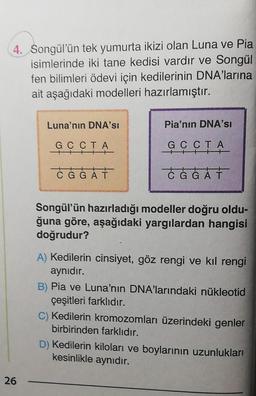 4. Songül'ün tek yumurta ikizi olan Luna ve Pia
isimlerinde iki tane kedisi vardır ve Songül
fen bilimleri ödevi için kedilerinin DNA'larına
ait aşağıdaki modelleri hazırlamıştır.
26
Luna'nın DNA'SI
GCCTA
CGGAT
Pia'nın DNA'SI
GCCTA
Tt
ĆĠĠAT
Songül'ün hazırladığı modeller doğru oldu-
ğuna göre, aşağıdaki yargılardan hangisi
doğrudur?
A) Kedilerin cinsiyet, göz rengi ve kıl rengi
aynıdır.
B) Pia ve Luna'nın DNA'larındaki nükleotid
çeşitleri farklıdır.
C) Kedilerin kromozomları üzerindeki genler
birbirinden farklıdır.
D) Kedilerin kiloları ve boylarının uzunlukları
kesinlikle aynıdır.