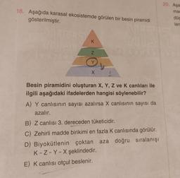 18. Aşağıda karasal ekosistemde görülen bir besin piramidi
gösterilmiştir.
DOLAN
K
N
Y
X
Besin piramidini oluşturan X, Y, Z ve K canlıları ile
ilgili aşağıdaki ifadelerden hangisi söylenebilir?
A) Y canlısının sayısı azalırsa X canlısının sayısı da
azalır.
B) Z canlısı 3. dereceden tüketicidir.
C) Zehirli madde birikimi en fazla K canlısında görülür.
D) Biyokütlenin çoktan aza doğru sıralanışı
K-Z-Y-X şeklindedir.
E) K canlısı otçul beslenir.
20. Aşa
mac
dús
len