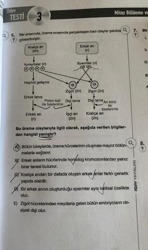 Ödev
TESTİ 3
Q5.
Bal anılannda, üreme sırasında gerçekleşen bazı olaylar şekilde Q
? gösterilmiştir.
Kraliçe an
(2n)
↓
Yumurtalar (n)
Haploit gelişme
Erkek larva
Erkek arı
(n)
Polen bali
ile beslenme
Spermler (n)
Erkek arı
(n)
Zigot (2n)
Dişi larva
İşçi ar