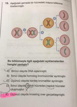 19. Aşağıdaki şemada bir hücredeki mayoz bölünme
Özetlenmiştir.
Xxxx) o
X
X
In
D
O
O
C
Bu bölünmeyle ilgili aşağıdaki açıklamalardan
hangisi yanlıştır?
A) Birinci olayda DNA eşlenmiştir.
B) İkinci olayda homolog kromozomlar ayrılmıştır.
e) Üçüncü olayda kardeş kromatitler ayrılmıştır.
D İkinci olayda diploit hücreden haploit hücreler
oluşmuştur. X
E) Üçüncü olayda krossing over gerçekleşmiştir.