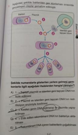 2
Aşağıdaki şekilde bakteriden gen klonlaması sırasında
gerçekleşen olaylar şematize edilmiştir.
Bakteri
Plazmit
İstenilen geni
taşıyan hücre
Şekilde numaralarla gösterilen yerlere gelmesi gere-
kenlerle ilgili aşağıdaki ifadelerden hangisi yanlıştır?
A) 1→ Bakteri plazmiti ve istenilen geni taşıyan DNA'nın
izole edilmesi
B) 2 Plazmit ve istenilen geni taşıyan DNA'nın rest-
riksiyon enzimiyle kesilmesi
C)
Kesilen genin DNA polimeraz ile plazmite yapış-
tırılması
D) 4→ Elde edilen rekombinant DNA'nin bakteriye akta-
rılması
2-C
Kafa Dengi
E) 5 Rekombinant DNA içeren bakterilerin çoğaltılması