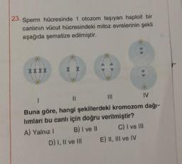 23. Sperm hücresinde 1 otozom taşıyan haploit bir
canlının vücut hücresindeki mitoz evrelerinin şekli
aşağıda şematize edilmiştir.
XXXX
X X
♡ 8
D) I, II ve III
18
|||
8
1
||
IV
Buna göre, hangi şekillerdeki kromozom dağı-
limları bu canlı için doğru verilmiştir?
A) Yalnız I
B) I ve II
C) I ve III
E) II, III ve IV
99