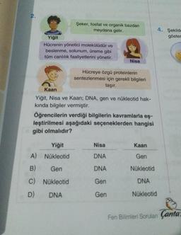 2.
A)
B)
C)
D)
Şeker, fosfat ve organik bazdan
meydana gelir.
Yiğit
Hücrenin yönetici molekülüdür ve
beslenme, solunum, üreme gibi
tüm canlılık faaliyetlerini yönetir.
Kaan
Yiğit, Nisa ve Kaan; DNA, gen ve nükleotid hak-
kında bilgiler vermiştir.
Öğrencilerin verdiği bilgilerin kavramlarla eş-
leştirilmesi aşağıdaki seçeneklerden hangisi
gibi olmalıdır?
Yiğit
Nükleotid
Gen
Nükleotid
DNA
Nisa
Hücreye özgü proteinlerin
sentezlenmesi için gerekli bilgileri
taşır.
Nisa
DNA
DNA
Gen
Gen
Kaan
Gen
Nükleotid
DNA
Nükleotid
4. Şekilde
göster
101 10
Fen Bilimleri Sorulan Çanta