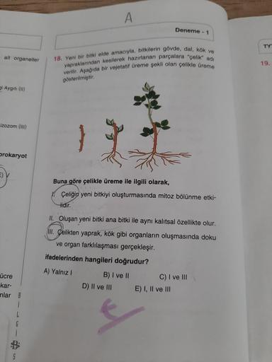 ait organeller
i Aygiti (11)
izozom (III)
prokaryot
ücre
-kar-
nlar B
1
S
A
18. Yeni bir bitki elde amacıyla, bitkilerin gövde, dal, kök ve
yapraklarından kesilerek hazırlanan parçalara "çelik" adı
verilir. Aşağıda bir vejetatif üreme şekli olan çelikle ür