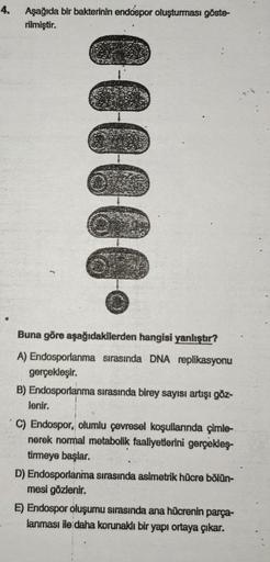 4.
Aşağıda bir bakterinin endospor oluşturması göste-
rilmiştir.
000000
Buna göre aşağıdakilerden hangisi yanlıştır?
A) Endosporlanma sırasında DNA replikasyonu
gerçekleşir.
B) Endosporlanma sırasında birey sayısı artışı göz-
lenir.
C) Endospor, olumlu çev