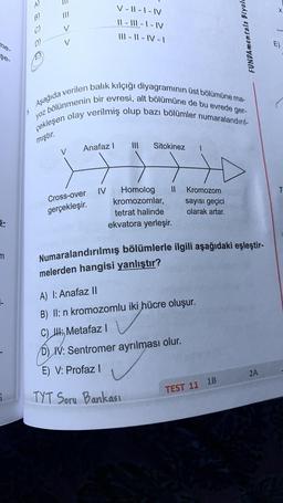 me-
şe-
i
B)
==>>
Anafaz I
Aşağıda verilen balık kılçığı diyagramının üst bölümüne ma-
z bölünmenin bir evresi, alt bölümüne de bu evrede ger-
çekleşen olay verilmiş olup bazı bölümler numaralandırıl-
yoz
mıştır.
Cross-over
gerçekleşir.
V-II-I-IV
||- |||- | - IV
III-II-IV-1
IV
|||
Sitokinez
Homolog
kromozomlar,
|| Kromozom
sayısı geçici
olarak artar.
tetrat halinde
ekvatora yerleşir.
FUNDAmentals Biyole
Numaralandırılmış bölümlerle ilgili aşağıdaki eşleştir-
melerden hangisi yanlıştır?
A) I: Anafaz II
B) II:n kromozomlu iki hücre oluşur.
C) III: Metafaz l
D) IV: Sentromer ayrılması olur.
E) V: Profaz I
TYT Soru Bankası
TEST 11 1B
AR
2A
X