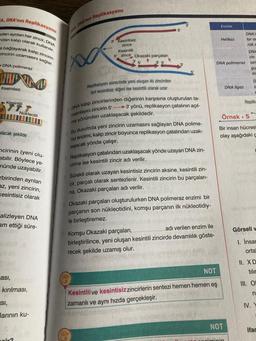 A, DNA'nin Replikasyonu
aden aynlan her zincir, DNA
dan kalıp olarak kullanılır.
e bağlayarak kalıp zincirin
zincirin uzamasını sağlar.
-DNA polimeraz
THIP IND
Kesintisiz
Kesintili
olacak şekilde
Nükleotit
cirinin (yeni olu-
ebilir. Böylece ye-
nünde uzayabilir.
birinden ayrılan
az, yeni zincirin,
kesintisiz olarak
alizleyen DNA
am ettiği süre-
ası,
kırılması,
SI,
larının ku-
oir?
ANA, DNA'nin Replikasyonu
x
3 Kesintisiz
zincir
Kesintili
5' zincir Okazaki parçaları
3' 5'
4
Replikasyon sürecinde yeni oluşan iki zincirden
biri kesintisiz diğeri ise kesintili olarak uzar
DNA kalıp zincirlerinden diğerinin karşısına oluşturulan ta-
mamlayıcı zincirin 5'3' yönü, replikasyon çatalının açıl-
ma yönünden uzaklaşacak şekildedir.
Bu durumda yeni zincirin uzamasını sağlayan DNA polime-
raz enzimi, kalıp zincir boyunca replikasyon çatalından uzak-
laşacak yönde çalışır. onime celo loco
Replikasyon çatalından uzaklaşacak yönde uzayan DNA zin-
cirine ise kesintili zincir adı verilir.
Sürekli olarak uzayan kesintisiz zincirin aksine, kesintili zin-
cir, parçalı olarak sentezlenir. Kesintili zincirin bu parçaları-
na, Okazaki parçaları adı verilir.
Okazaki parçaları oluşturulurken DNA polimeraz enzimi bir
parçanın son nükleotidini, komşu parçanın ilk nükleotidiy-
le birleştiremez.
Komşu Okazaki parçaları,
adı verilen enzim ile
birleştirilince, yeni oluşan kesintili zincirde devamlılık göste-
recek şekilde uzamış olur.
Enzim
NOT
Kesintilive kesintisiz zincirlerin sentezi hemen hemen eş
zamanlı ve aynı hızda gerçekleşir.
Helikaz
DNA
rin
DNA polimeraz ser
NOT
DNA
lar ar
raks
DNA ligaz
riminin
gu
m
Örnek. 5
Bir insan hücresi
olay aşağıdaki g
D
S
Replik
-ne
Görseli w
1. İnsac
ortal
II. XD
tilin
III. O
n
IV. Y
ifac