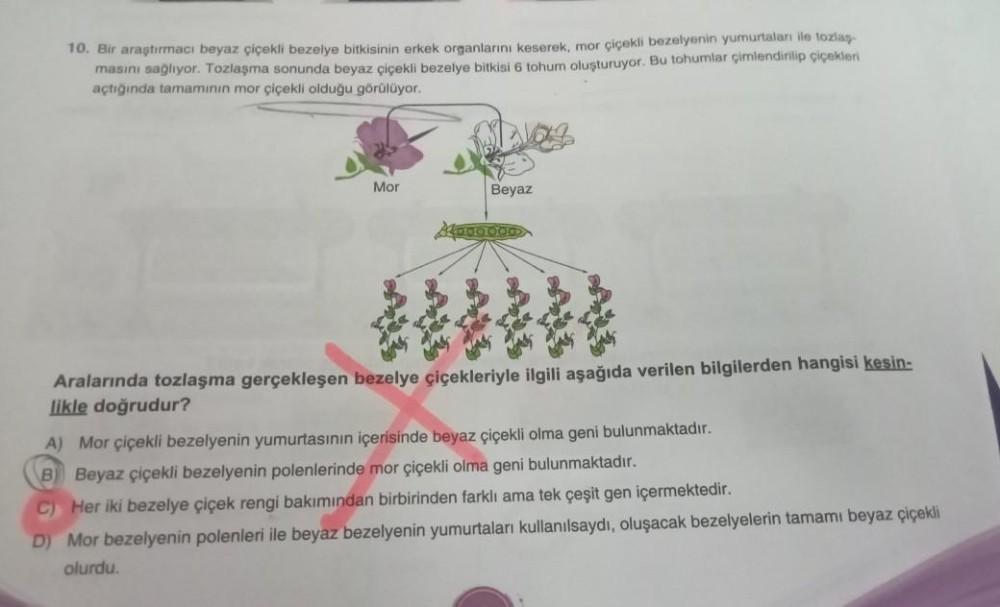 10. Bir araştırmacı beyaz çiçekli bezelye bitkisinin erkek organlarını keserek, mor çiçekli bezelyenin yumurtaları ile tozlaş-
masını sağlıyor. Tozlaşma sonunda beyaz çiçekli bezelye bitkisi 6 tohum oluşturuyor. Bu tohumlar çimlendirilip çiçekleri
açtığınd