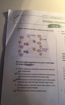 1.
Zayıf hidrojen
bağı
GENDEN PROTEIN
AYT BİYOLOJİ
Aşağıda, çift zincirli bir DNA molekülü şematize edilmiş-
tir.
Fosfat
Fosfodies-
ter bağı
TEST 29
Buna göre DNA-molekülünün bu yapısı incelendiğin-
de hangisi söylenemez?
A) DNA'yı oluşturan nükleotitler birbirlerine iki farklı şe-
kilde bağlanabilir.
B) DNA molekülünü oluşturan ipliklerdeki deoksiriboz
şekeri birbirine ters şekilde konumlanmıştır.
DNA'da pürin ve pirimidin bazları içeren nükleotidler
arasında üçlü veya ikili zayıf hidrojen bağı kurulur.
D) DNA'da toplam nükleotid sayısı kadar şeker ve fos-
fat molekülü bulunmaktadır.
LE DNA'da zincirler birbirine paralel uzanır.
3. DNA
madd
4.
DNA
dea
ki k
mis
A)
B)
D
E
C