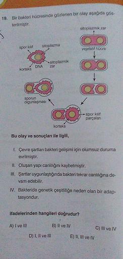 19. Bir bakteri hücresinde gözlenen bir olay aşağıda gos.
terilmiştir.
spor kilif
korteks
sitoplazma
DNA
sitoplazmik
zar
CO
sporun
olgunlaşması
Bu olay ve sonuçları ile ilgili,
go
korteks
sitoplazmik, zar
ifadelerinden hangileri doğrudur?
A) I ve II!
D) I,