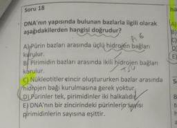 9
Soru 18
DNA'nın yapısında bulunan bazlarla ilgili olarak
aşağıdakilerden hangisi doğrudur?
A) Pürin bazları arasında üçlü hidrojen bağları
kurulur.
A 6
B Pirimidin bazları arasında ikili hidrojen bağları
/ 150
kurulur.
C) Nükleotitler zincir oluştururken bazlar arasında
hidrojen bağı kurulmasına gerek yoktur.
D) Pürinler tek, pirimidinler iki halkalıdı
E) DNA'nın bir zincirindeki pürinlerin sayısı
pirimidinlerin sayısına eşittir.
ha
(A)
B)
(C)
D
E)
Se
B
t
h
a