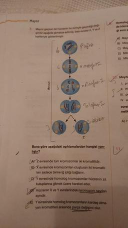 Mayoz
7. Mayoz geçiren bir hücrenin bu süreçte geçirdiği deği
şimler aşağıda şematize edilmiş, bazı evreler X, Y ve Z
harfleriyle gösterilmiştir.
Mayozl
6
6
XXX
www
200
Pufor
1x metefes
X
✓ Anafoz I
Telofes I
Z
Nekiles
Buna göre aşağıdaki açıklamalardan hangisi yan-
liştir?
LAY Z evresinde tüm kromozomlar iki kromatitlidir.
BY X evresinde kromozomları oluşturan iki kromatit-
ten sadece birine iğ ipliği bağlanır.
Y evresinde homolog kromozomlar hücrenin zıt
kutuplarına gitmek üzere hareket eder.
Hücrenin X ve Y evrelerindeki kromozom sayıları
aynıdır.
Y evresinde homolog kromozomlanın kardeş olma-
yan kromatitleri arasında parça değişimi olur.
Homolog
de hücre
gi evre a
May
B) May
C) May
D) Mitc
E) Mite
10. Mayoz
1. pr
JI. m
III. pr
IV. ar
1
evrel
netik
A) I
Liz