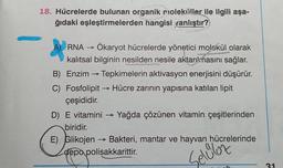 18. Hücrelerde bulunan organik moleküller ile ilgili aşa-
ğıdaki eşleştirmelerden hangisi vanlıştır?
A) RNA → Ökaryot hücrelerde yönetici molekül olarak
kalıtsal bilginin nesilden nesile aktarılmasını sağlar.
B) Enzim → Tepkimelerin aktivasyon enerjisini düşürür.
C) Fosfolipit →→ Hücre zarının yapısına katılan lipit
çeşididir.
D) E vitamini → Yağda çözünen vitamin çeşitlerinden
biridir.
E) Glikojen Bakteri, mantar ve hayvan hücrelerinde
depo polisakkarittir.
Selüloz