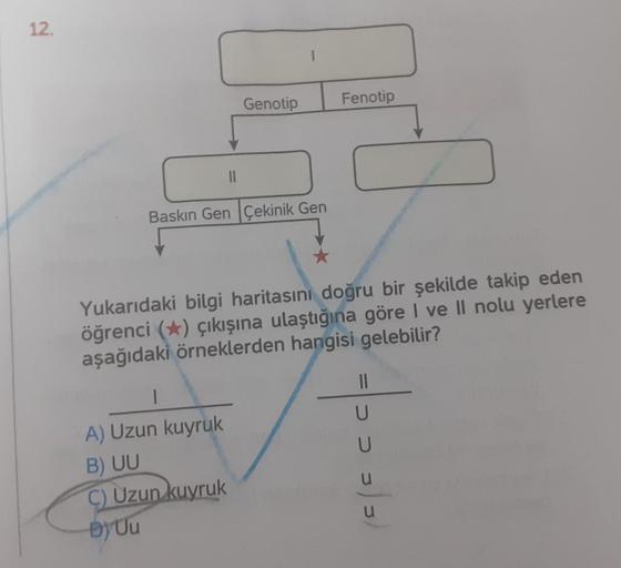 12.
Genotip
Baskın Gen Çekinik Gen
1
A) Uzun kuyruk
B) UU
C) Uzun kuyruk
By Uu
Fenotip
Yukarıdaki bilgi haritasını doğru bir şekilde takip eden
öğrenci (★) çıkışına ulaştığına göre I ve II nolu yerlere
aşağıdaki örneklerden hangisi gelebilir?
||
U
> 3) 3)