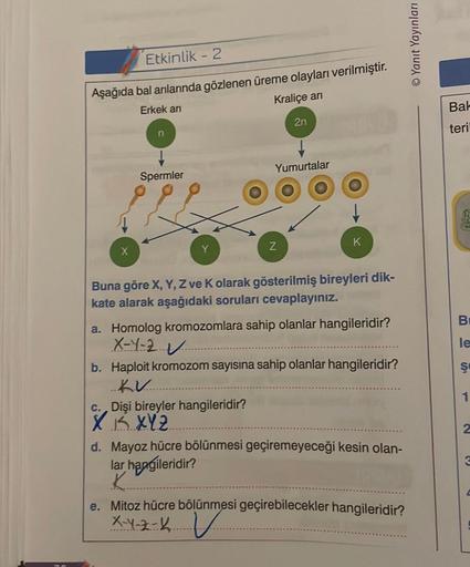 Etkinlik - 2
Aşağıda bal arılarında gözlenen üreme olayları verilmiştir.
Erkek arı
Kraliçe arı
X
n
Spermler
2n
Yumurtalar
Z
c. Dişi bireyler hangileridir?
X 1 X Y Z
K
Buna göre X, Y, Z ve K olarak gösterilmiş bireyleri dik-
kate alarak aşağıdaki soruları c